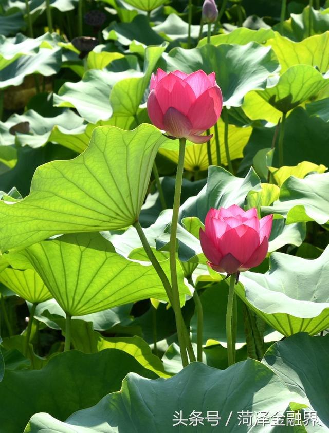 「花乡银苑」秋思